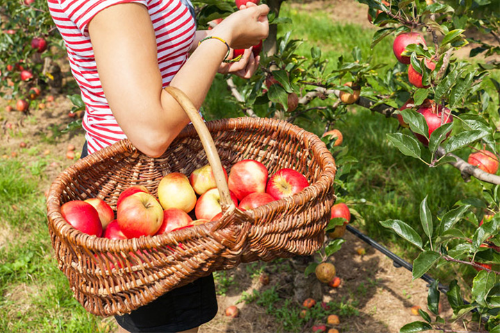 The Apple Conservatory