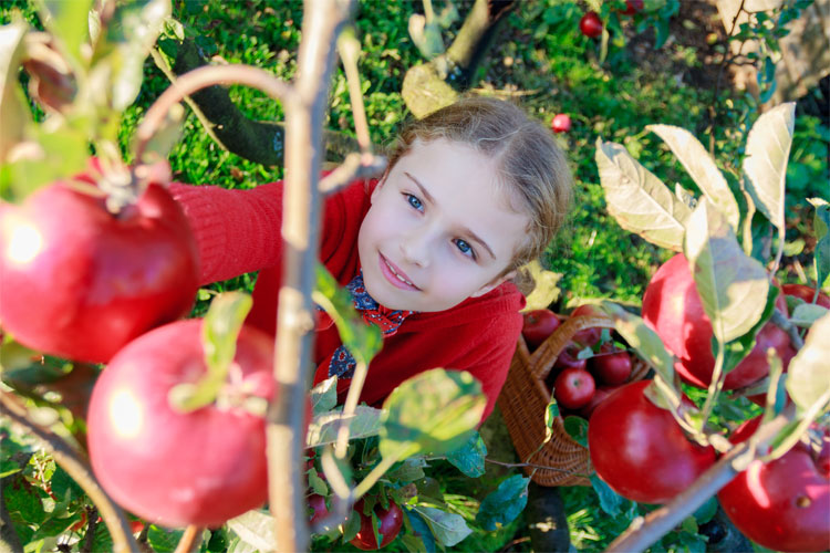 Windy Hill Orchard and Cider Mill