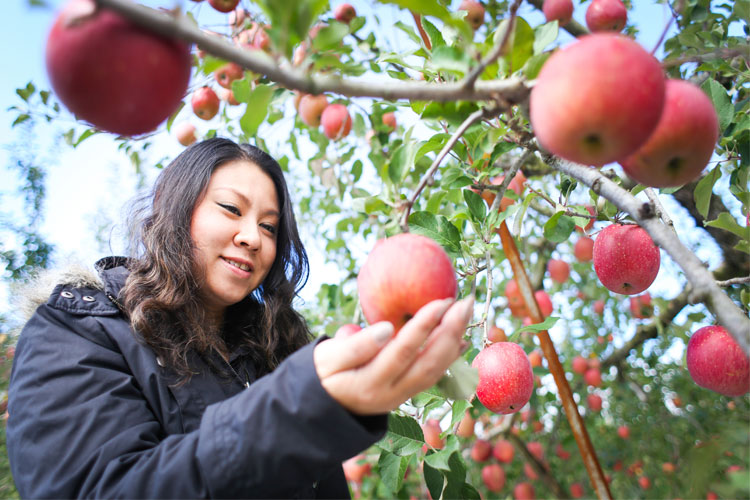 Country Apple Orchard