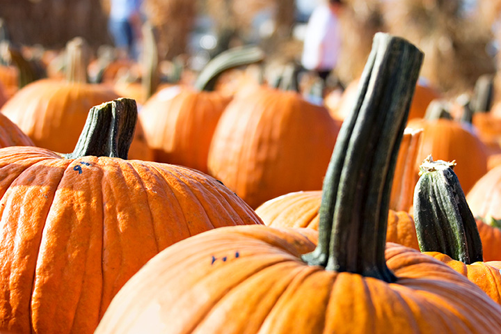 Griffin Farms Pumpkin Patch