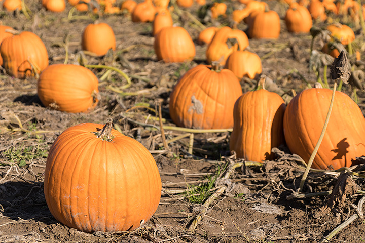 Twin Cities Harvest Festival and Maze